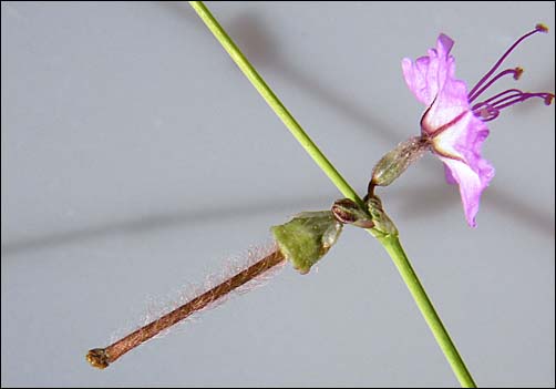 Big Bend Ringstem, flowers