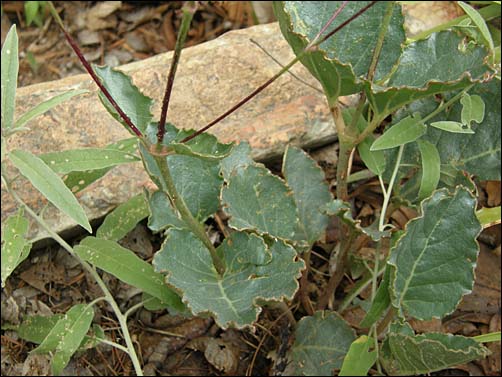 Hinton's Ringstem, foliage