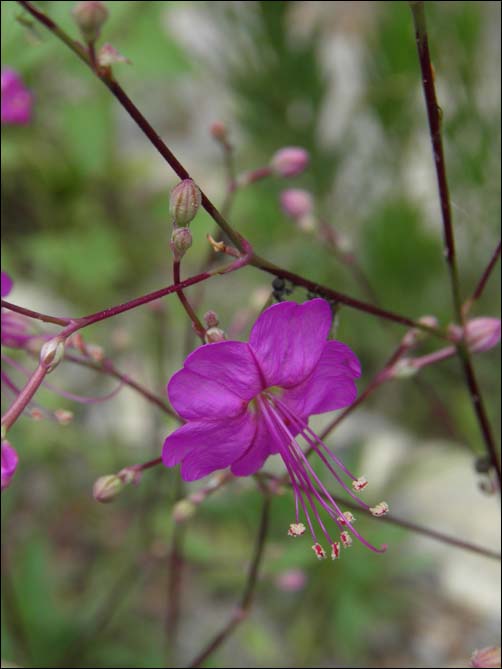 Hinton's Ringstem, flower