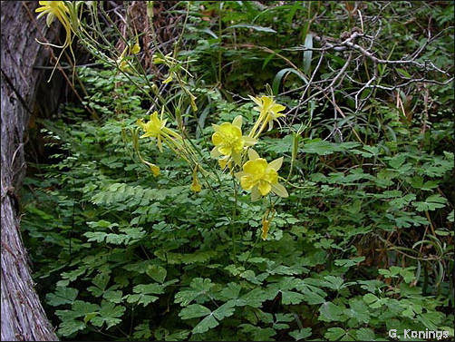 overview of Aquilegia longissima