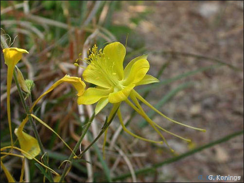 flower of Aquilegia longissima