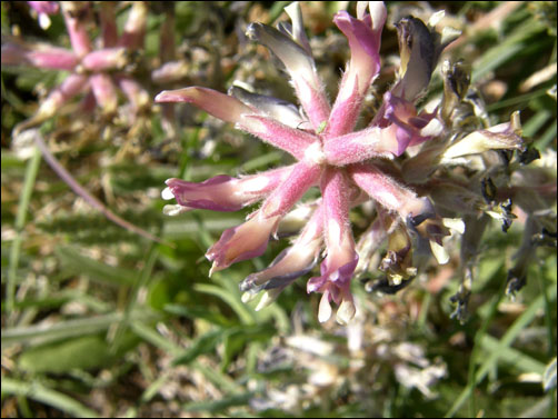 Flowers of Woolly Locoweed, Astragalus mollissimus var. bigelovii