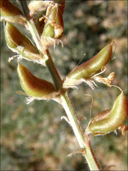 Flowers of Woolly Locoweed, Astragalus mollissimus var. bigelovii