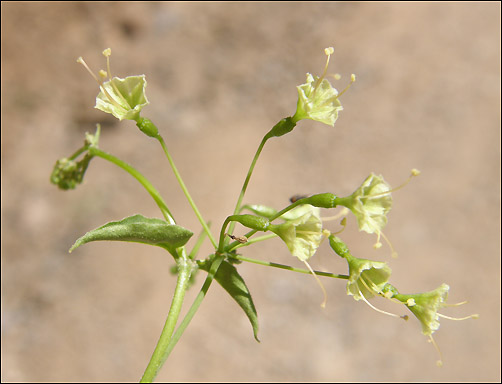 Flowers, Commicarpus scandens