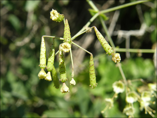 Fruit, Commicarpus scandens