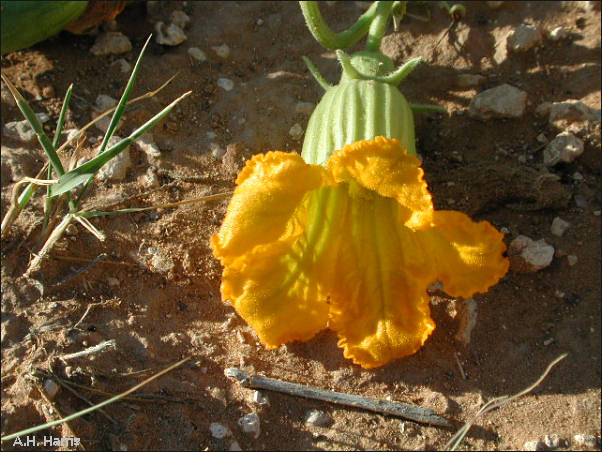 Buffalo Gourd, Cucurbita foetidissima, closeup of flower