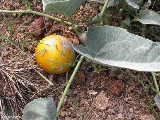 Buffalo Gourd, Cucurbita foetidissima, fruit