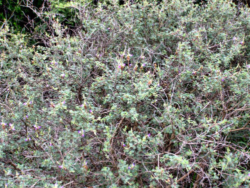 Flowers and foliage of Blue Dalea, El Charco del Ingenio, Mexico