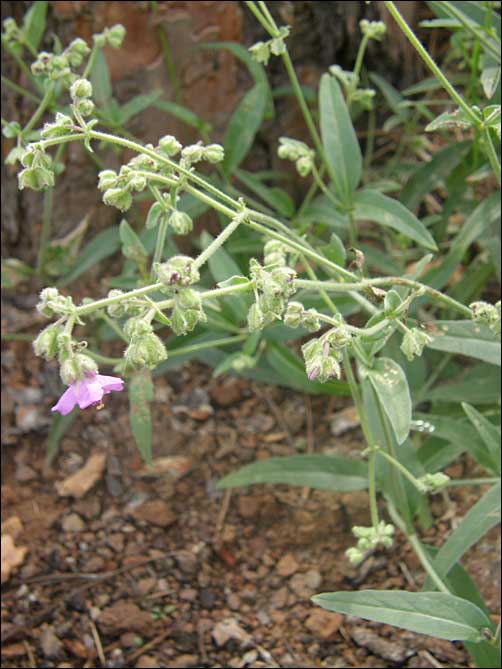 view of Mirabilis albida