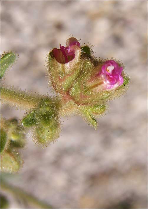 flowers of Mirabilis albida