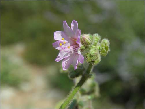 Flowers Mirabilis linearis