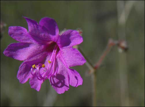 Flower, Mirabilis linearis