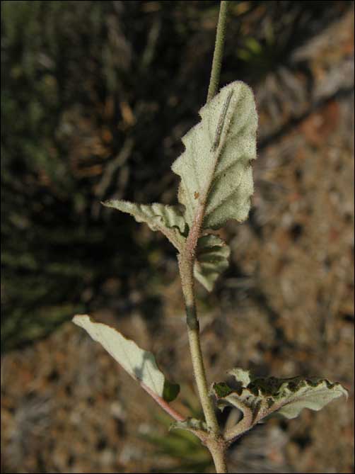Foliage, Mirabilis microchlamydea