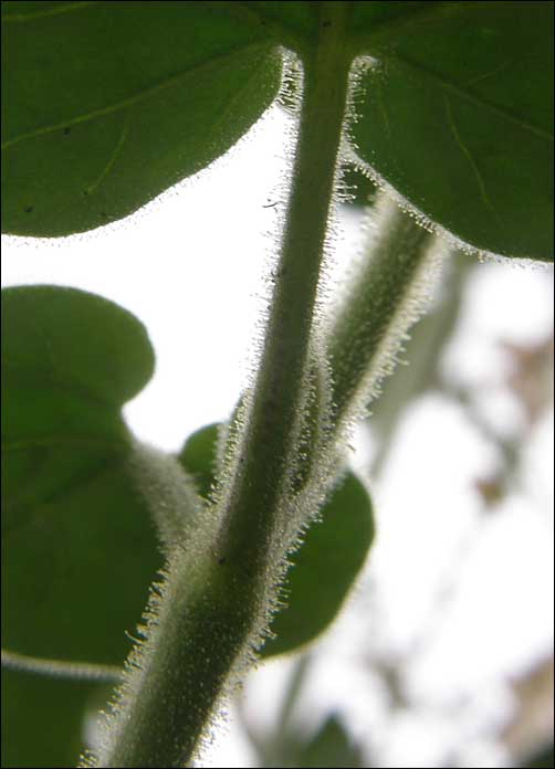 Stem, Mirabilis viscosa