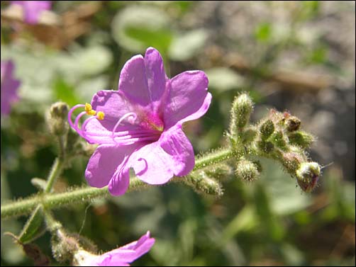 Flower, Mirabilis viscosa