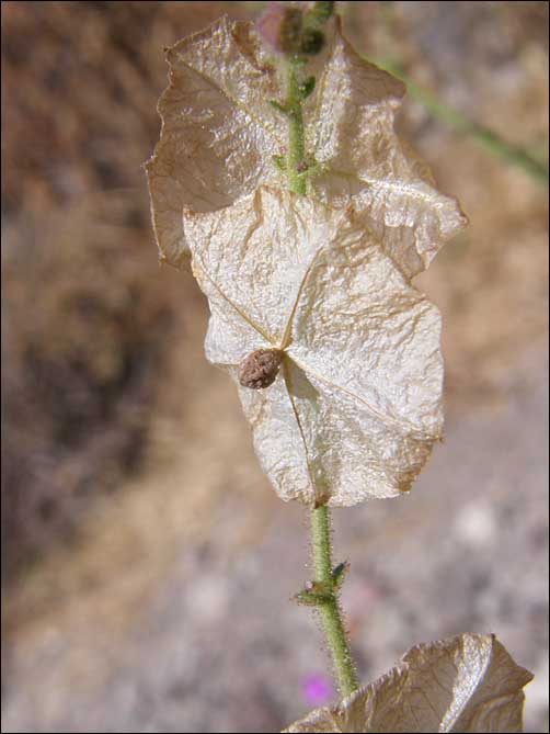 Stem, Mirabilis viscosa