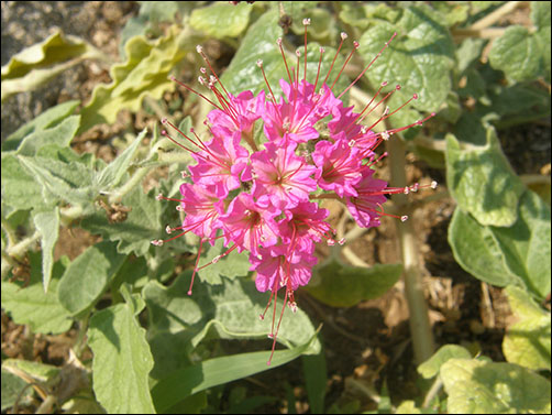 Flowers, Nyctaginia capitata