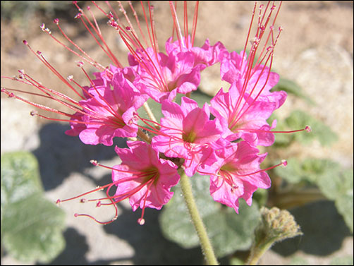 Flowers, Nyctaginia capitata