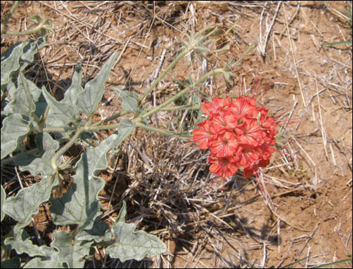 Flowers, Scarlet Musk Flower