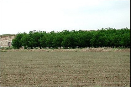 Pecan grove, Mesilla Valley, New Mexico