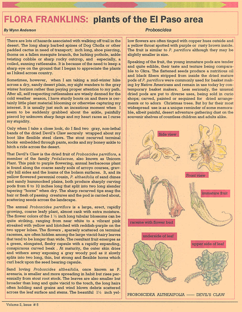 Page by Wynn Anderson on the plant genus Proboscidea