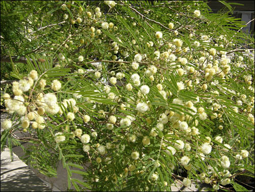 foliage and flowers of Senegalia berlandieri