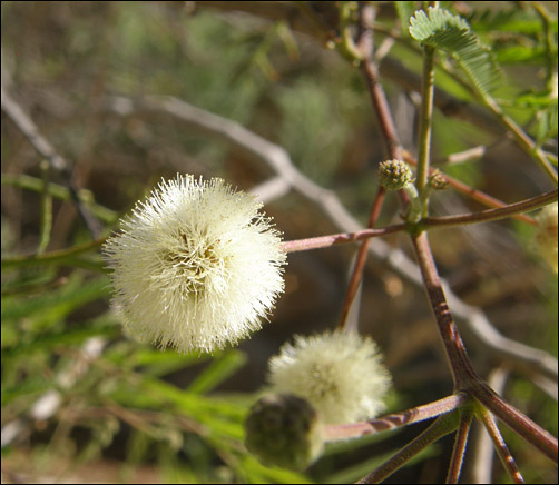 Flowers of Senegalia berlandieri