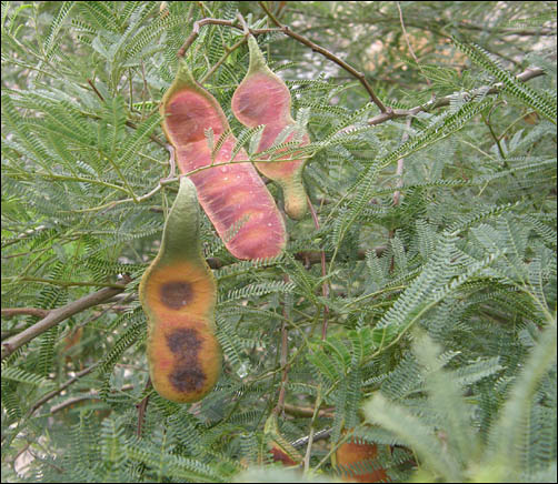 foliage and seed pods of Senegalia berlandieri