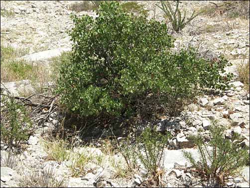 Overview of Senegalia crassifolia