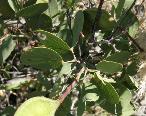 Overview of Senegalia crassifolia