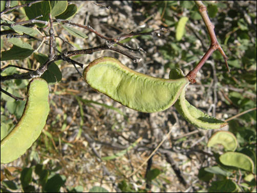 Overview of Senegalia crassifolia