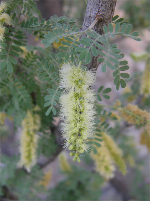 flowers of Senegalia greggii