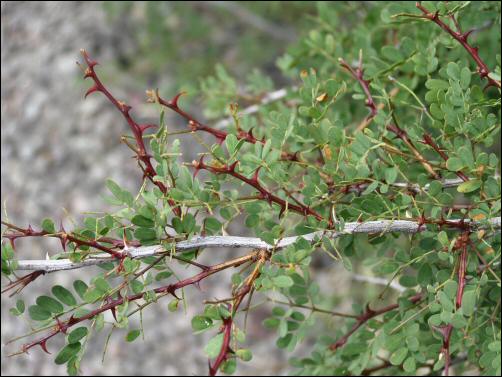 Stems and foliage of Senegalia roemeriana