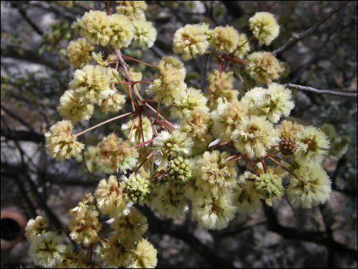 Flowers of Senegalia roemeriana