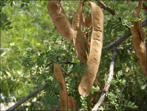 Seed pods of Senegalia roemeriana