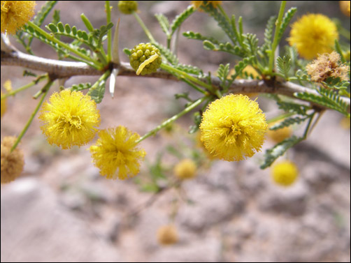 flowers of Vachellia neovernicosa