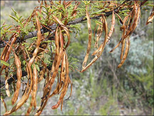 Seed pods of Vachellia neovernicosa