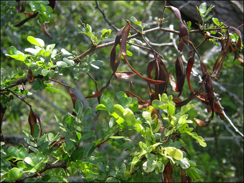 flowers of vachellia rigidula