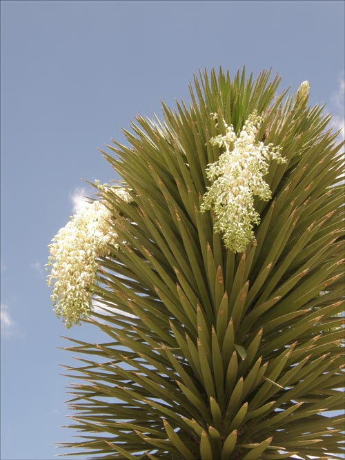 Stalk and flowers of Yucca filifera