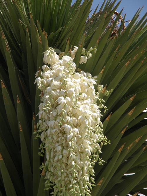 Flowers of Yucca filifera
