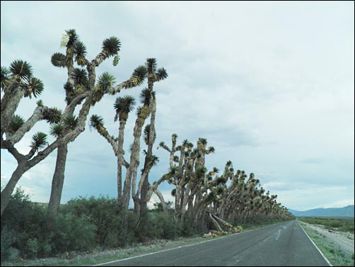 Yucca filifera