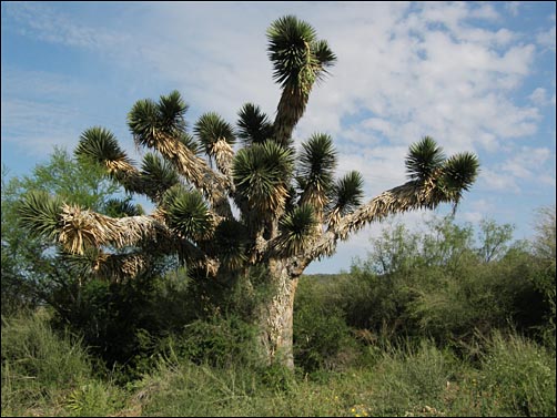 Yucca filifera