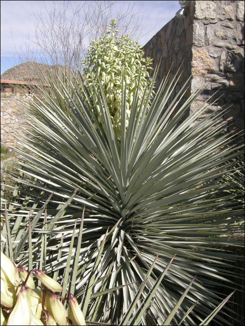 Yucca rigida plant and flowers