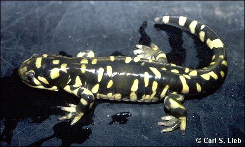 Barred Tiger Salamander, photo by Carl S. Lieb