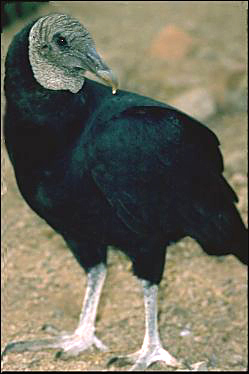 Black Vulture (<i>Coragyps atratus</i>)