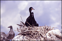 nestling double-crested cormorants