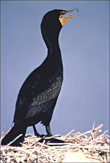 Double-crested Cormorant in profile