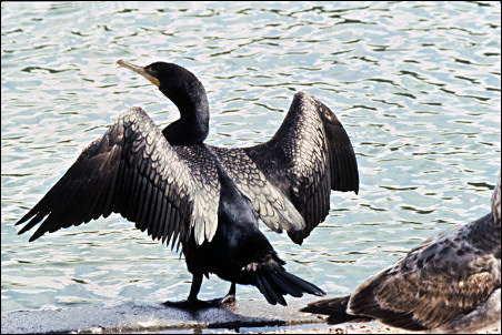 Double-crested Cormorant with spread wings