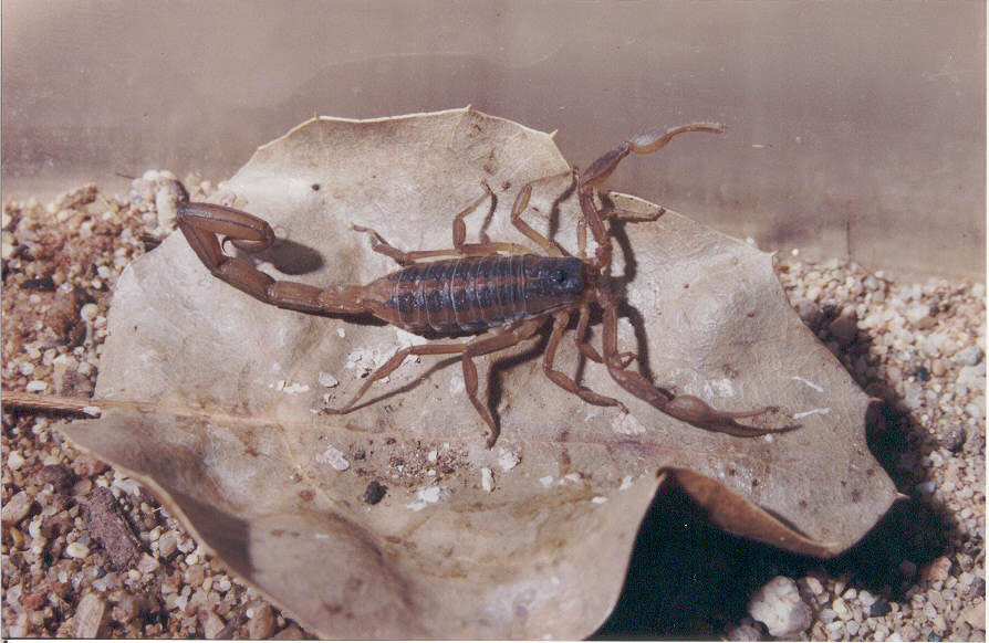 Centruroides infamatus