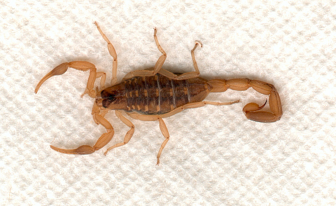 centruroidesvittatus.jpg